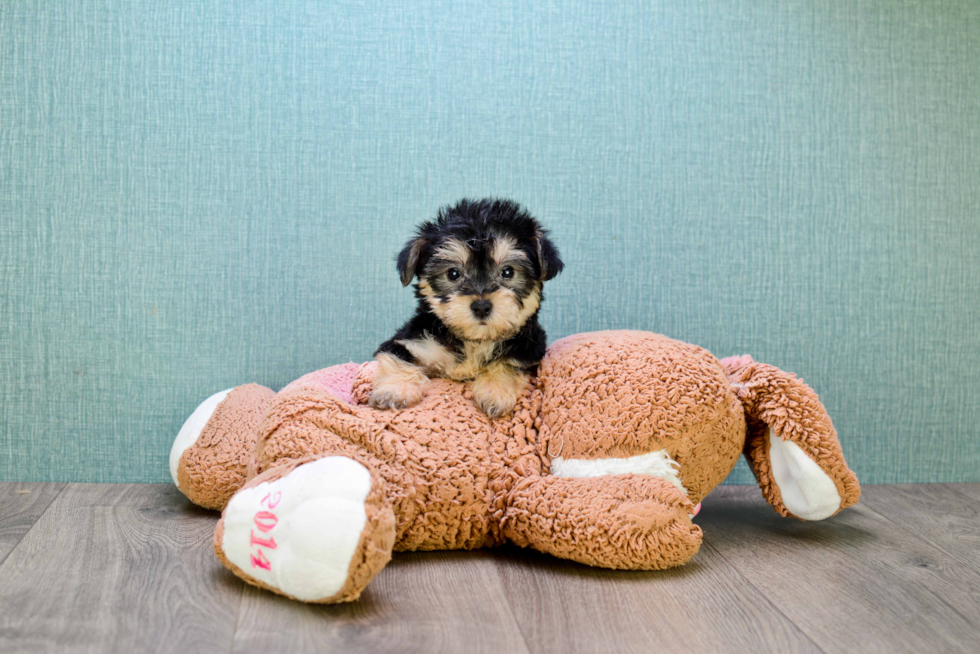 Happy Morkie Baby