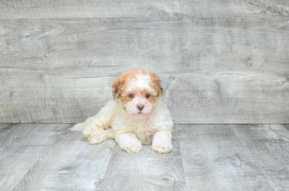 Little Havanese Purebred Pup