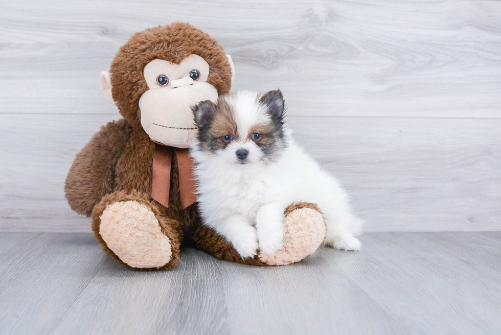 Friendly Pomeranian Baby