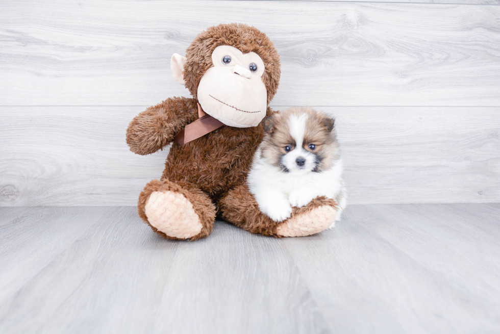 Petite Pomeranian Purebred Puppy