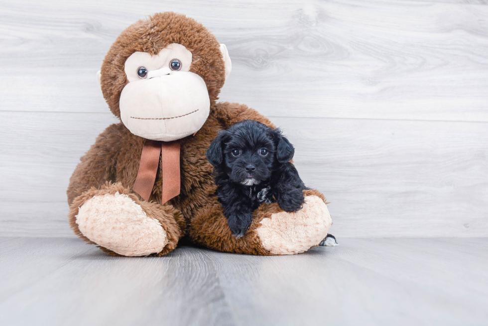 Hypoallergenic Havanese Purebred Pup