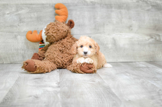 Best Cavapoo Baby