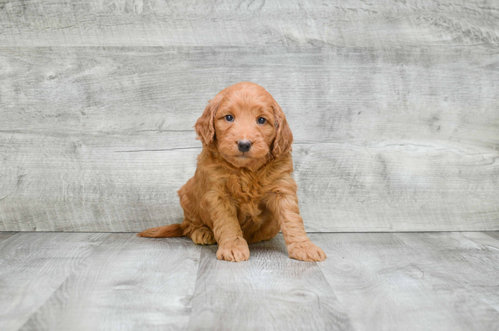 Mini Goldendoodle Puppy for Adoption