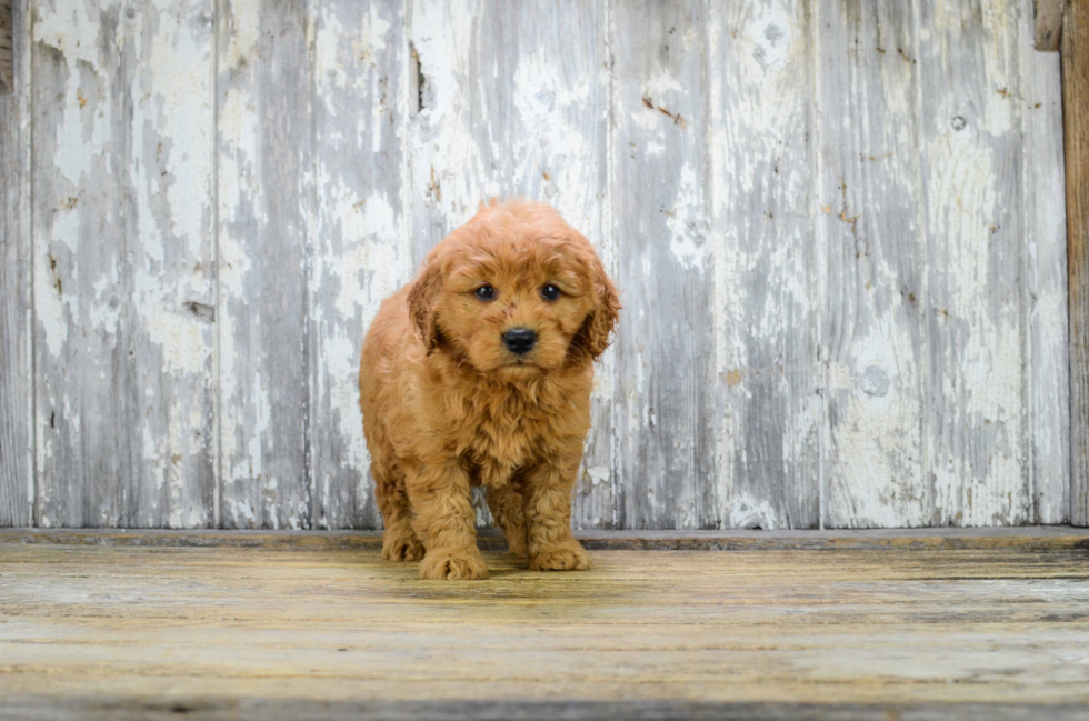 Sweet Mini Goldendoodle Baby