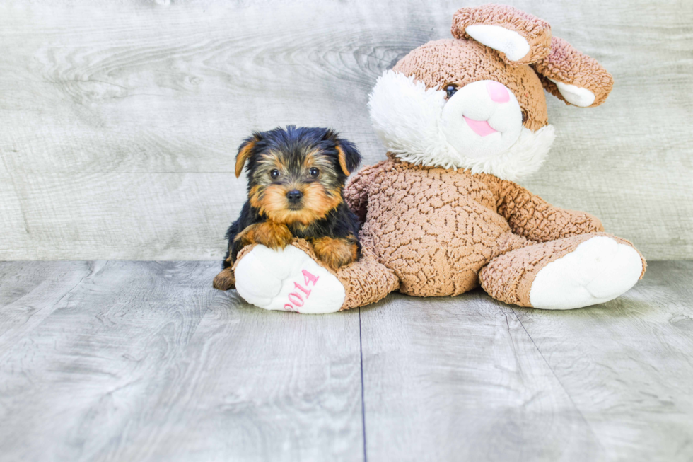 Meet Izzie - our Yorkshire Terrier Puppy Photo 