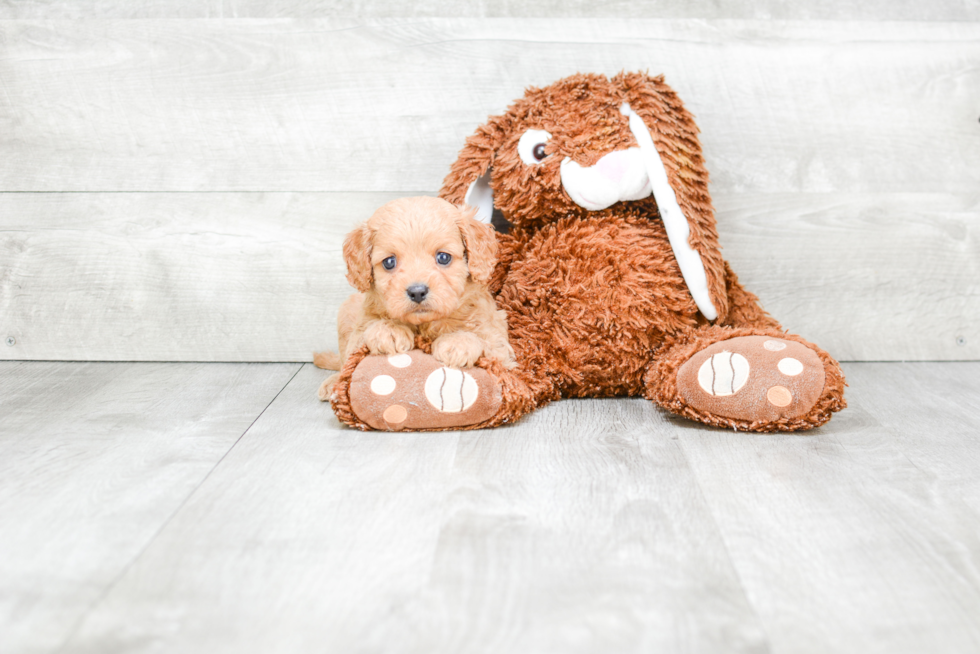 Sweet Cavapoo Baby