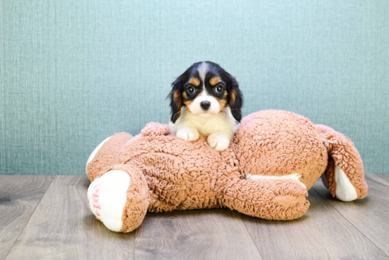 Petite Cavalier King Charles Spaniel Purebred Puppy