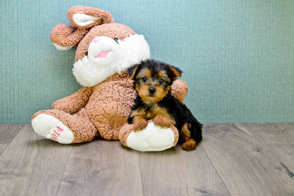 Meet Jeremy - our Yorkshire Terrier Puppy Photo 