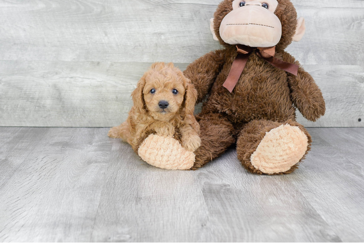 Little Cavoodle Poodle Mix Puppy