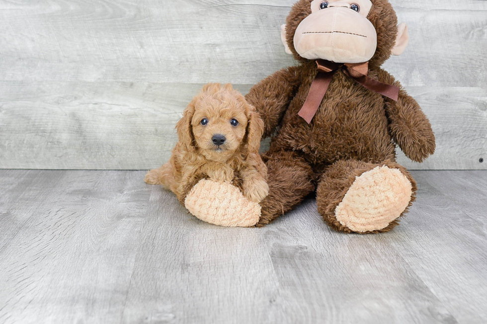 Little Cavoodle Poodle Mix Puppy
