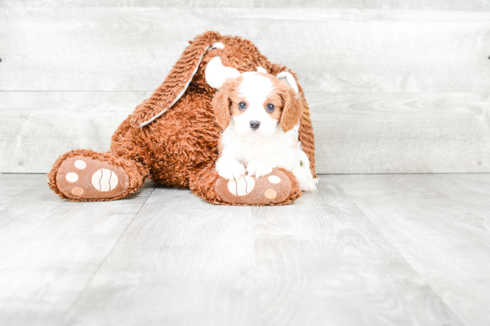 Smart Cavalier King Charles Spaniel Purebred Puppy