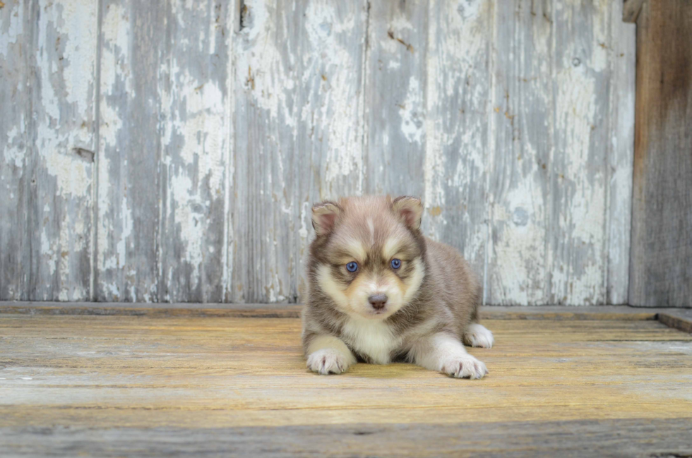 Cute Pomsky Baby