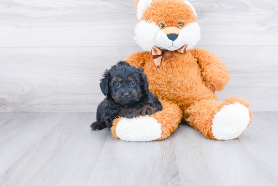 Mini Aussiedoodle Pup Being Cute