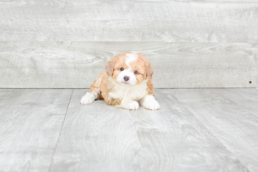 Playful Aussiepoo Poodle Mix Puppy