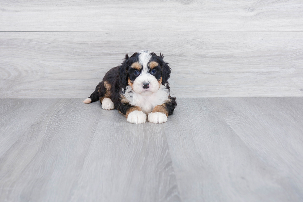 Mini Bernedoodle Pup Being Cute