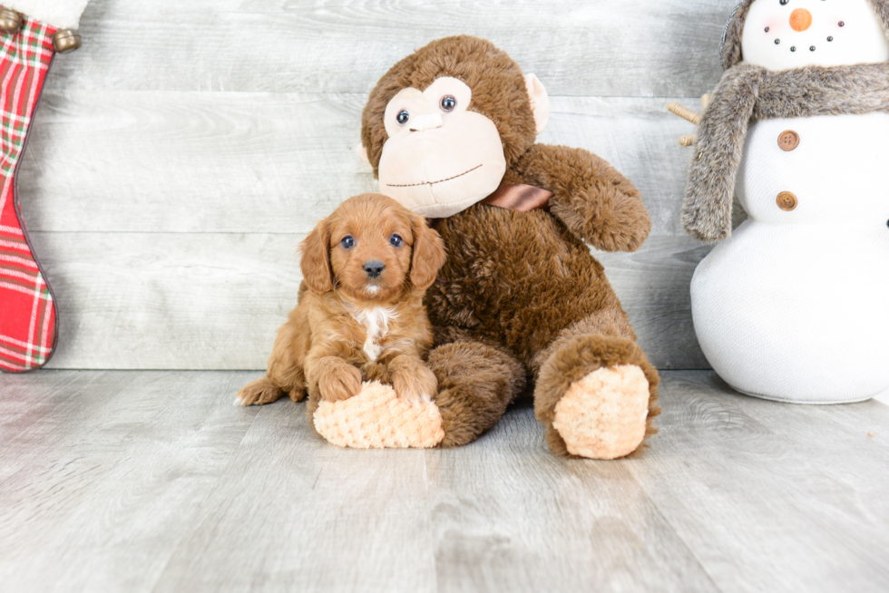 Popular Cavapoo Poodle Mix Pup