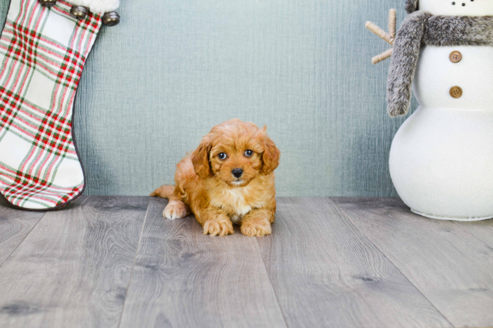 Cute Cavapoo Baby