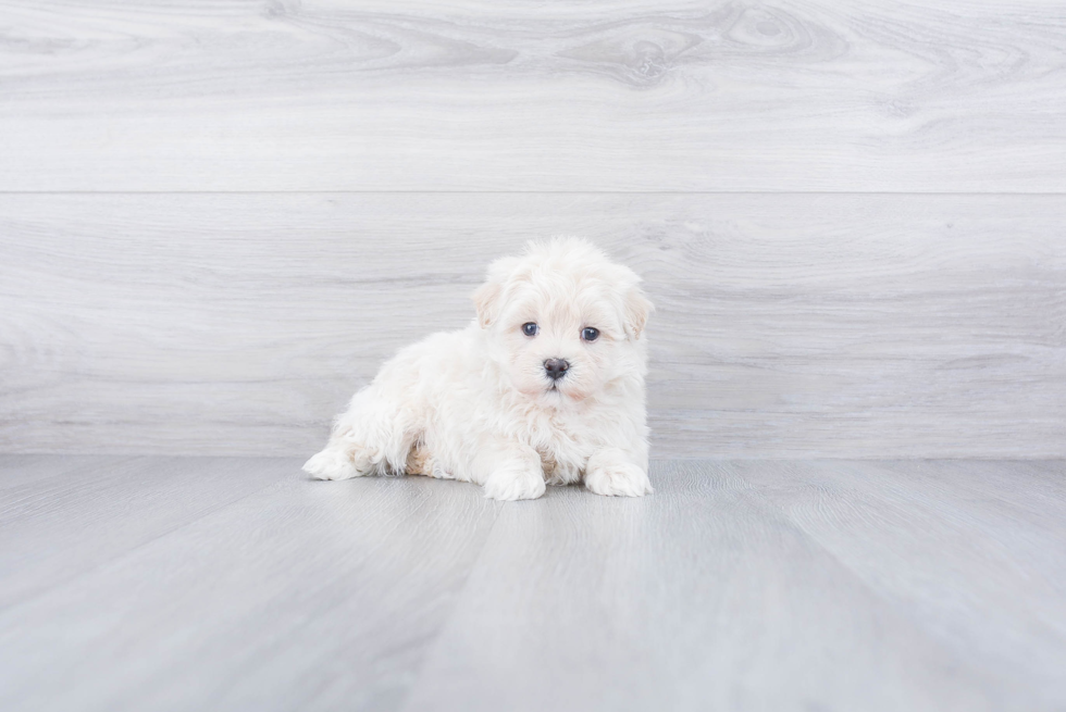 Petite Maltipoo Poodle Mix Pup