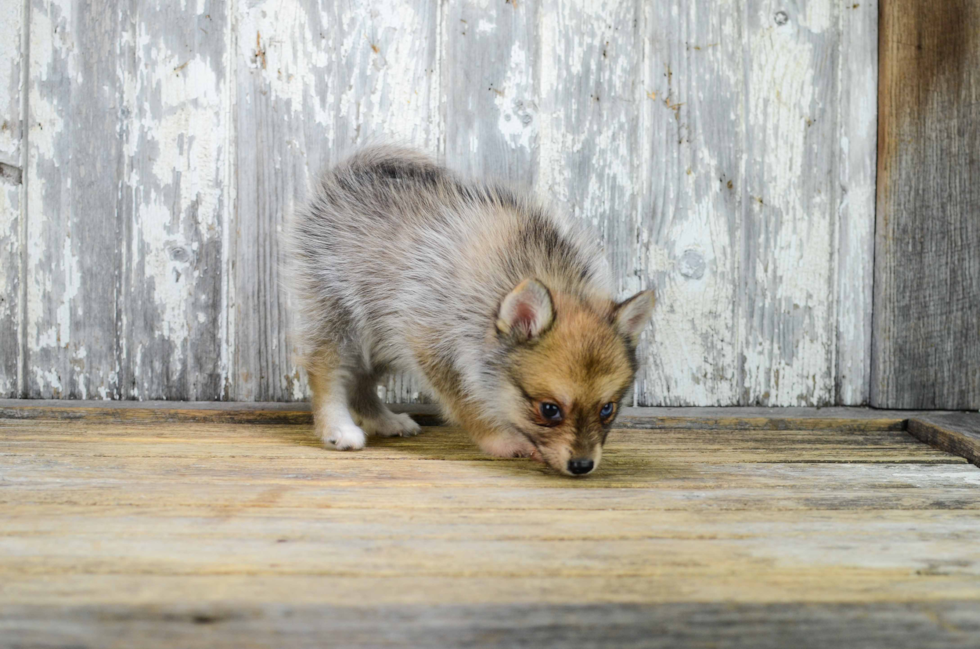 Friendly Pomsky Baby