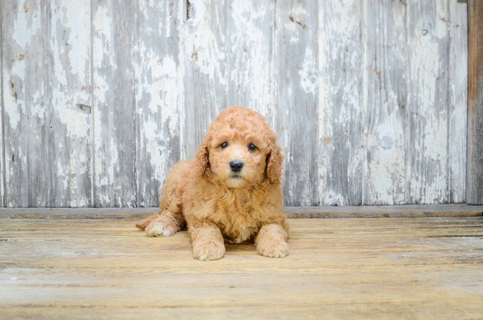 Cute Mini Goldendoodle Baby