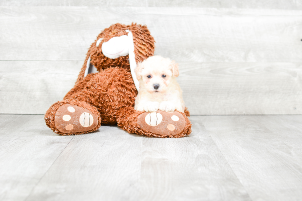 Best Maltipoo Baby