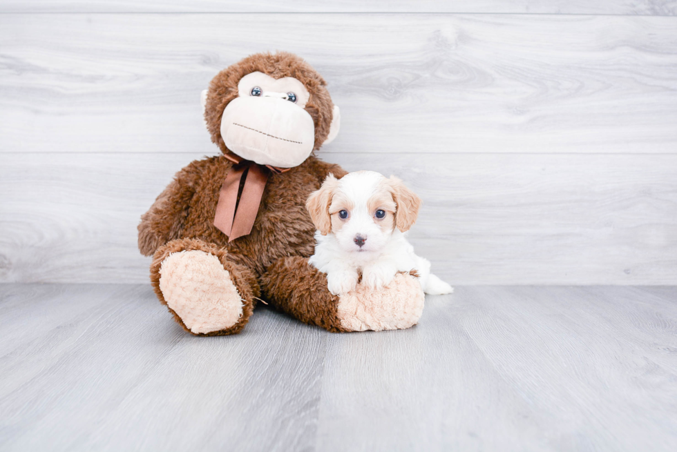 Sweet Cavachon Baby