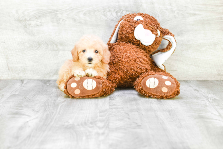 Playful Maltepoo Poodle Mix Puppy