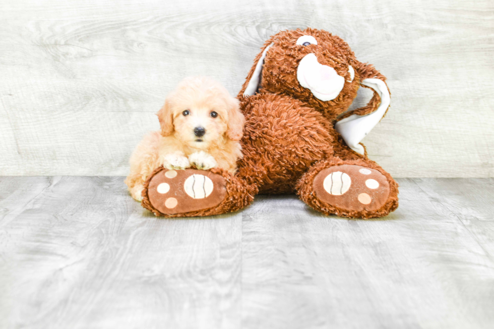 Playful Maltepoo Poodle Mix Puppy