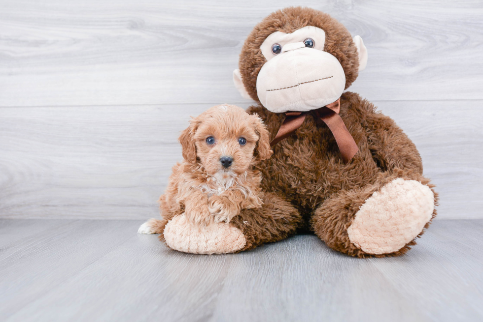 Best Cavapoo Baby