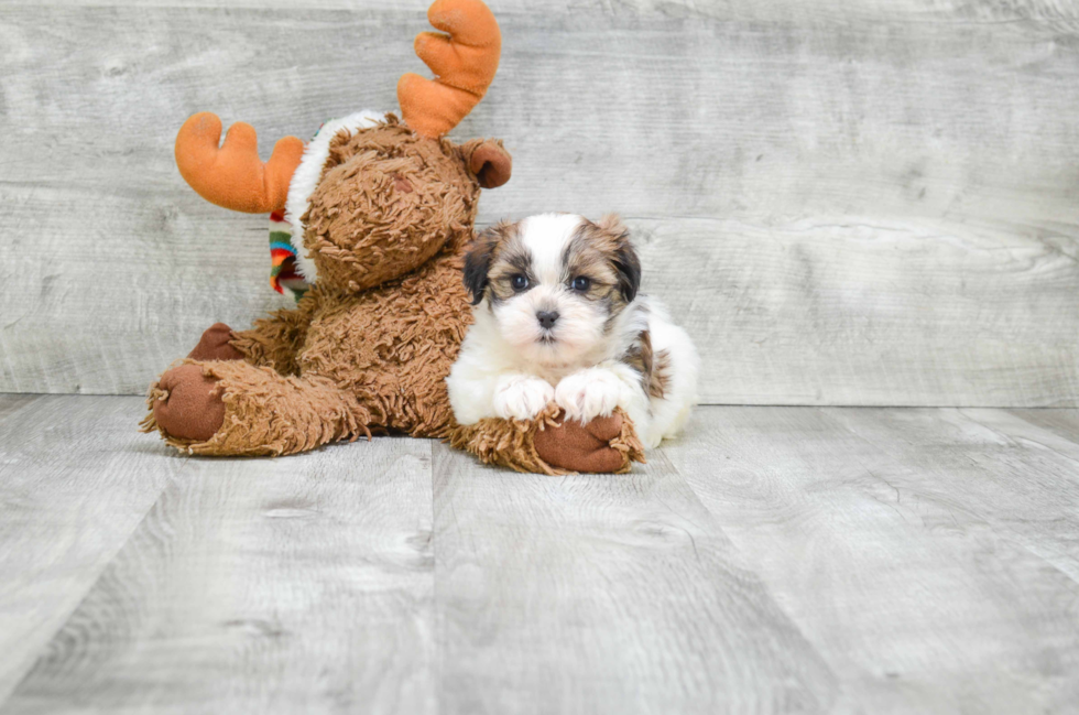 Teddy Bear Pup Being Cute