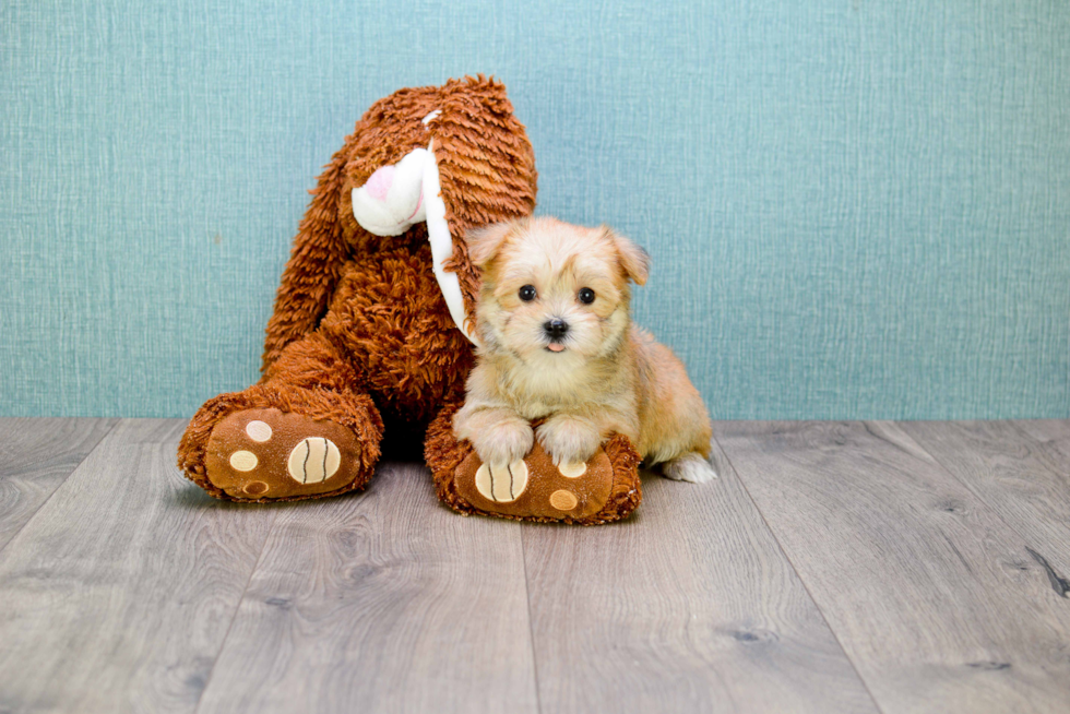 Cute Morkie Baby