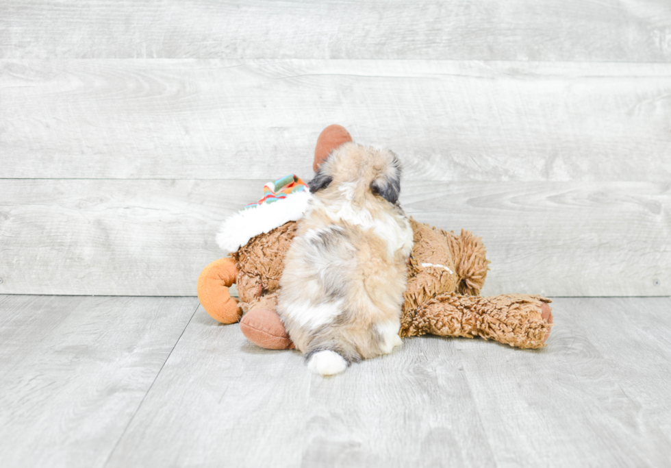 Teddy Bear Pup Being Cute