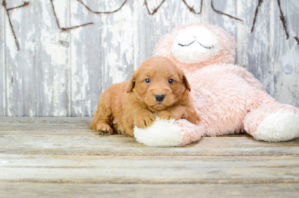 Smart Mini Goldendoodle Poodle Mix Pup