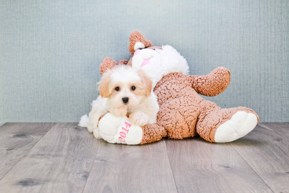 Best Maltipoo Baby