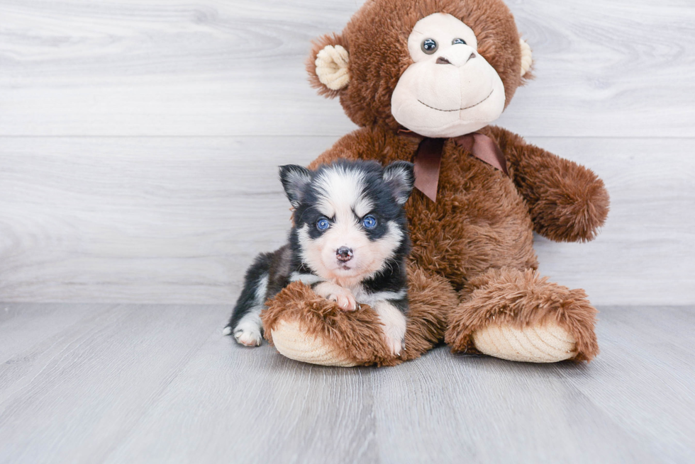 Smart Pomsky Designer Pup