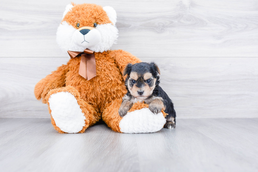Sweet Morkie Baby