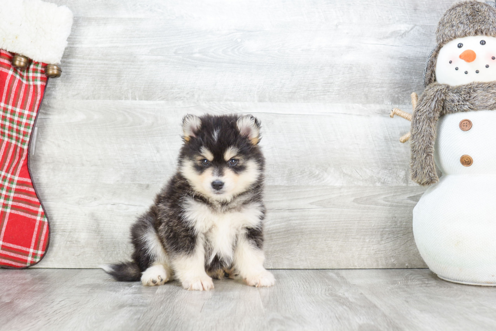 Pomsky Puppy for Adoption