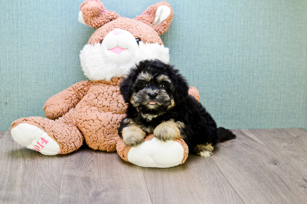 Little Shichon Designer Puppy