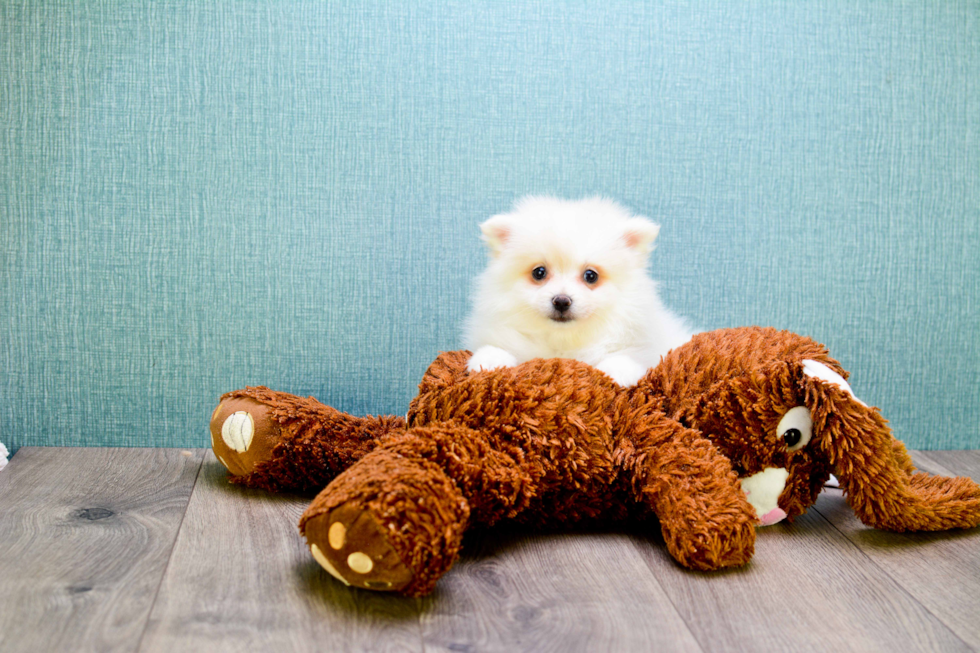 Little Pomeranian Baby