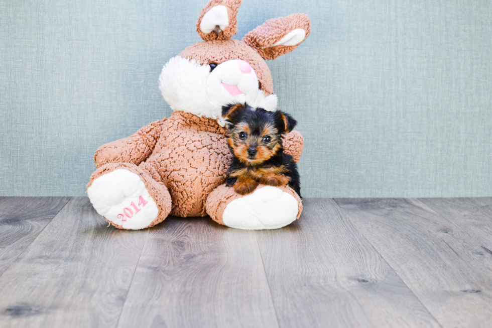 Meet Mindy - our Yorkshire Terrier Puppy Photo 