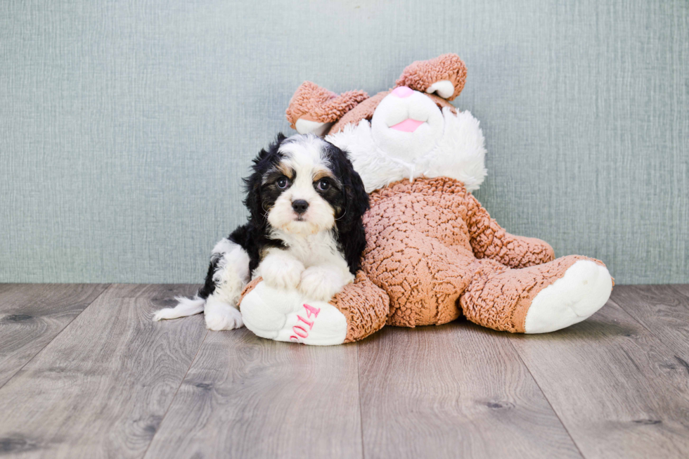 Cavachon Pup Being Cute