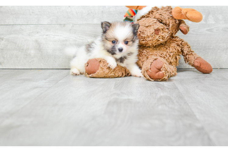 Pomeranian Pup Being Cute