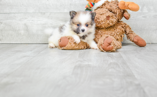 Pomeranian Pup Being Cute