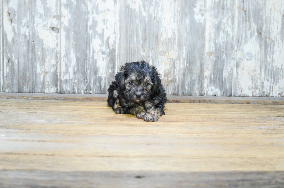 Cute Yorkie Poo Baby