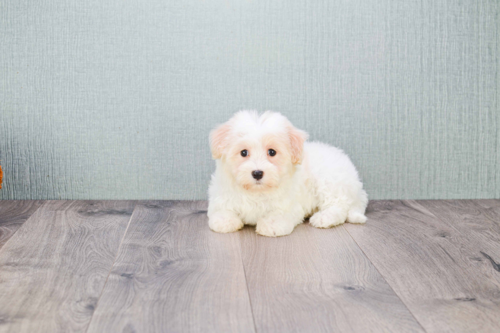 Havanese Puppy for Adoption