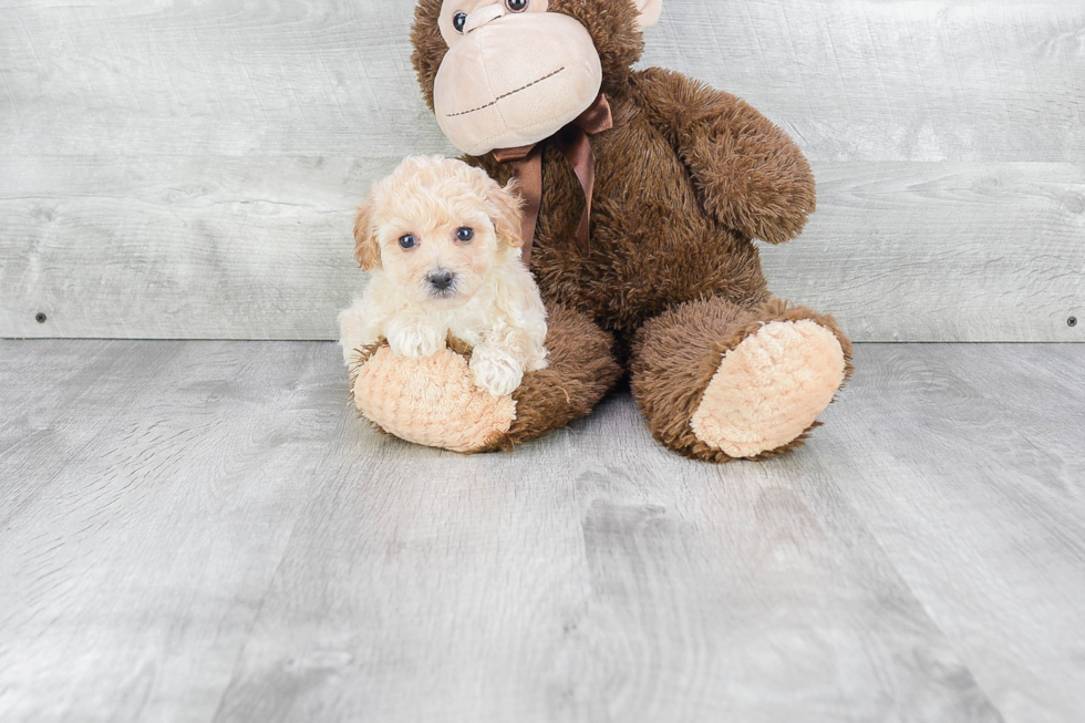 Cute Maltipoo Baby