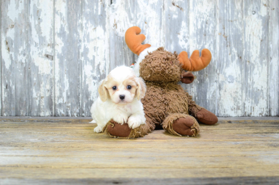 Best Cavachon Baby