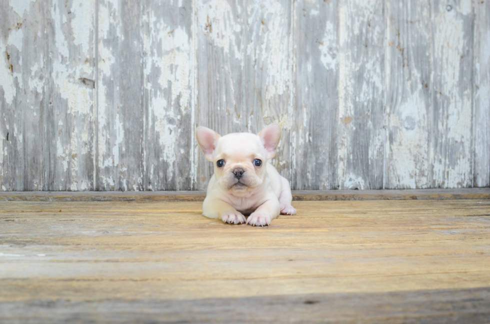 French Bulldog Puppy for Adoption