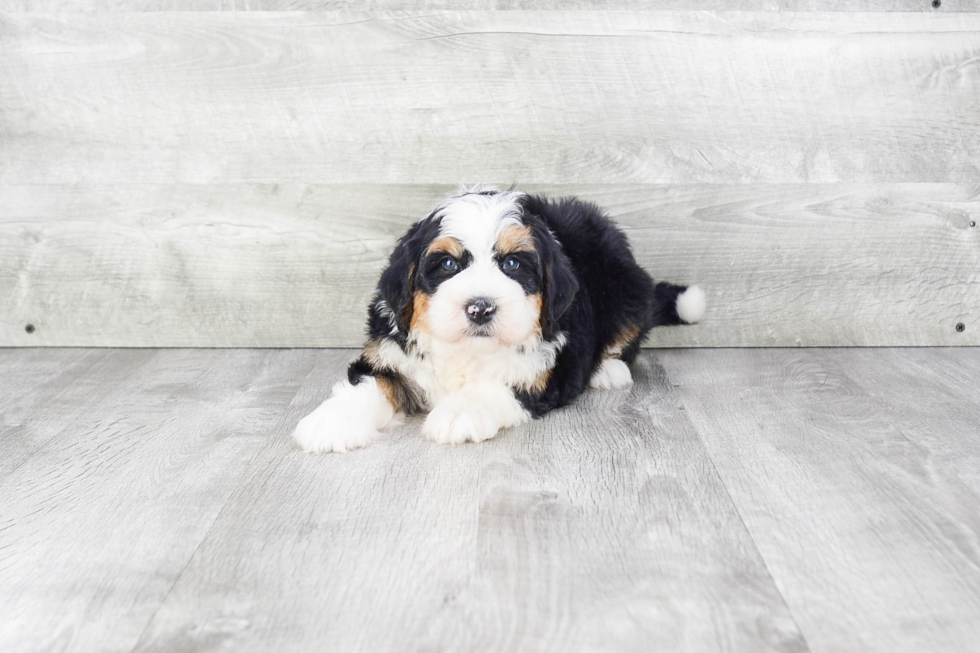 Sweet Mini Bernedoodle Baby