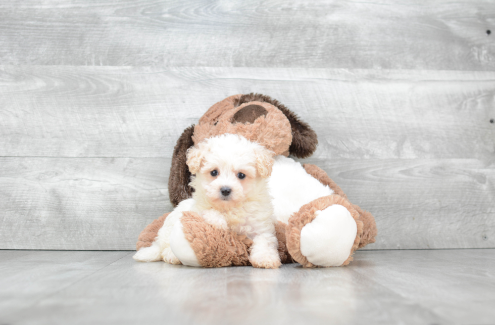 Popular Maltipoo Poodle Mix Pup